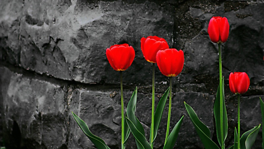 Five Tulips