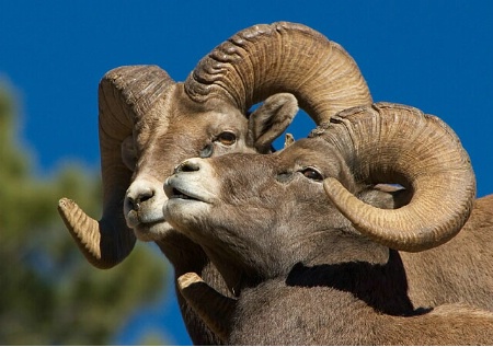 Bighorns Arranged