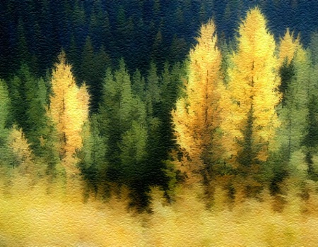 Tamarack Impression