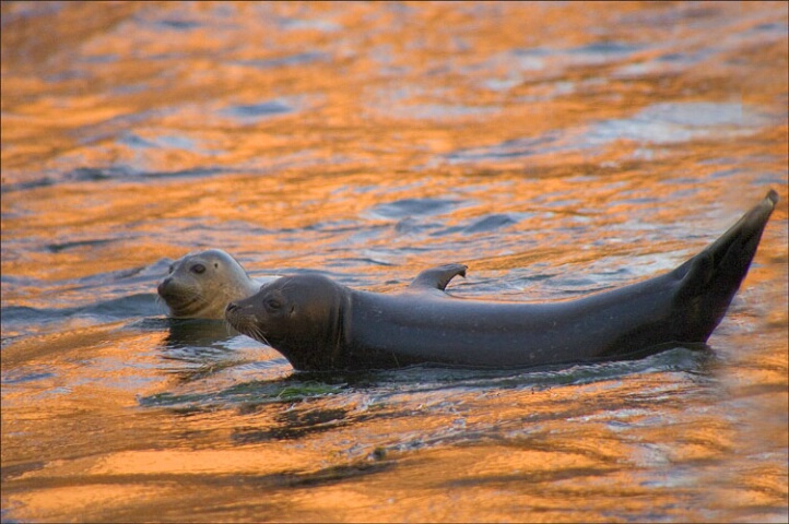 Sunset Seal