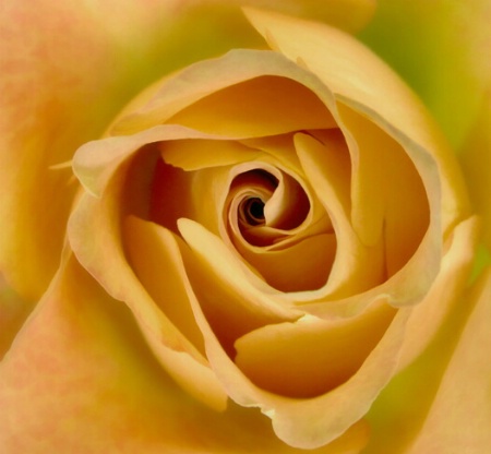 Yellow Rose