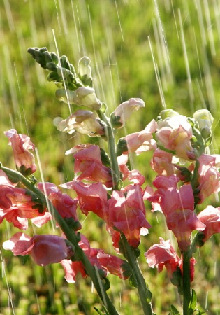 Glads in the Rain