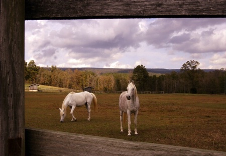 Curious Pair