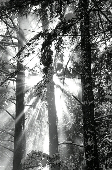 Snowburst-Pawtuckaway State Park