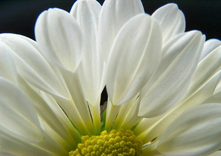 Chrysanthemum