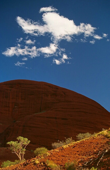 Red Gum Blue sky