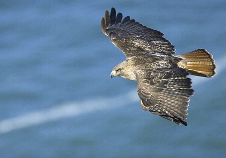 Red Tail Hawk