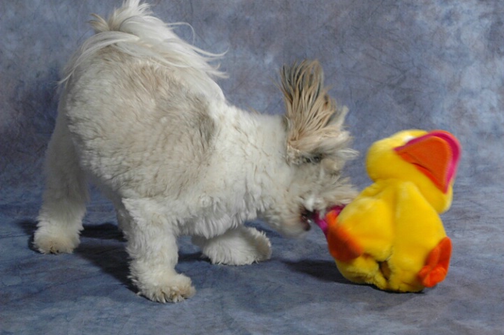 Hopping Shih Tzu