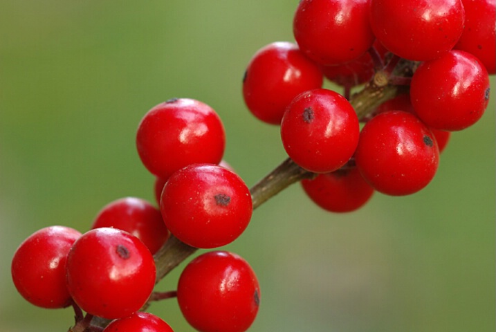 Autumn Berries