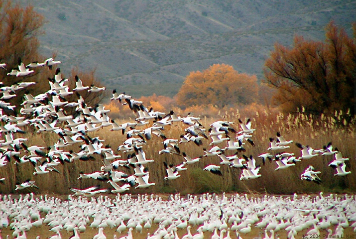 Snow Geese