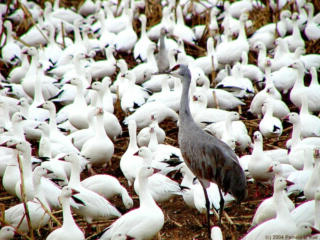 Lost Crane