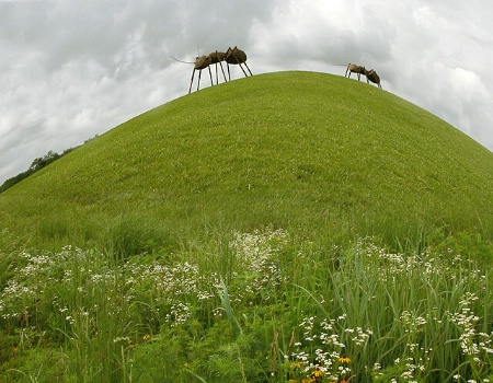 Ant Hill