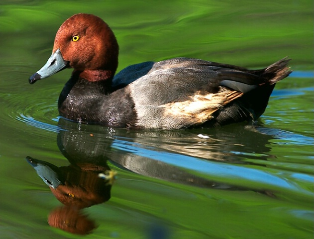 Redhead