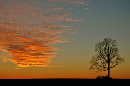 Great Oak at Sunset
