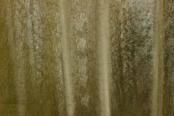 Aspen Grove