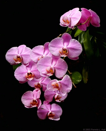 Falling Orchids II