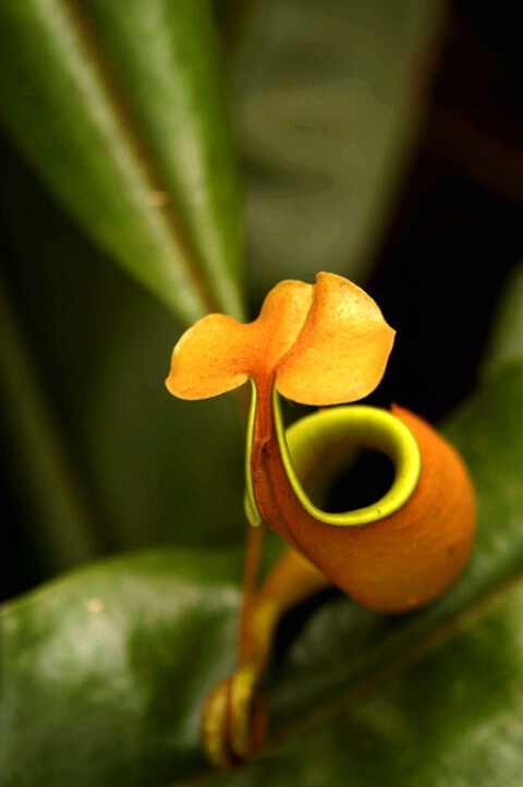 Into the Pitcher Plant