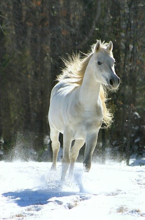 Snow King