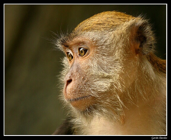 KL Macaque