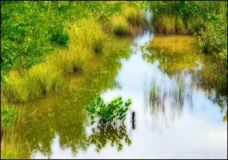 Reflections of Florida