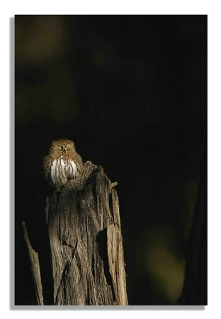 Pygmy owl