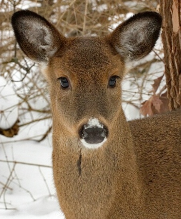 Deer Portrait 