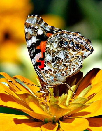 Painted lady