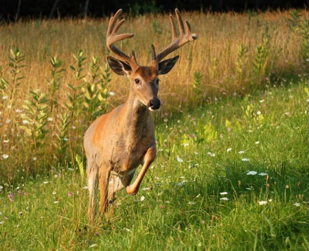 Running Buck