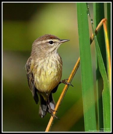 Yellow Bellied Warbler