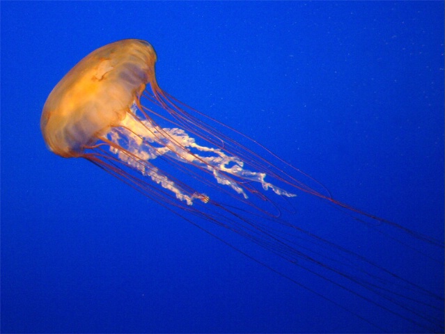 Jelly Fish