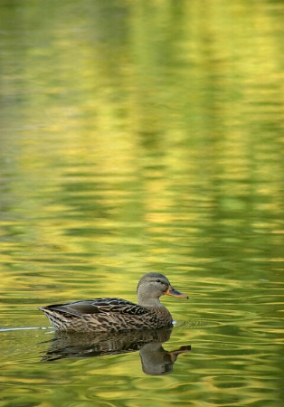 Crossing the autumn lake  