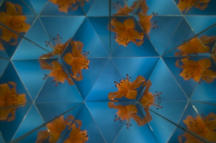Kaleidoscope Lily