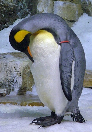 Penguin