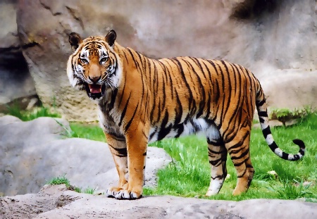 Indochinese Tiger