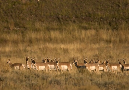 Pronghorn at the Tetons