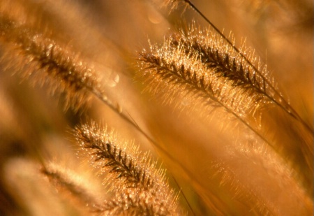 Fountain grass