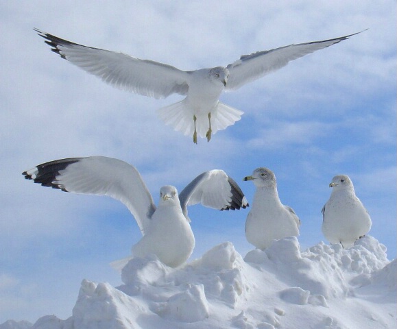 Arctic Gulls