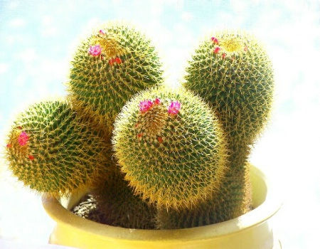 cactus flower