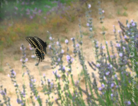 Butterfly On a Painting