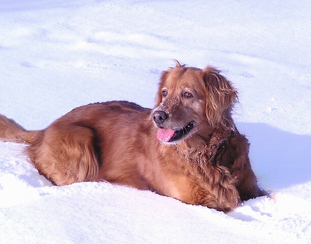 Sassy in Snow