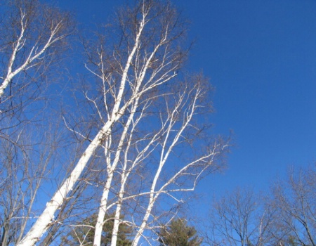 Birch3