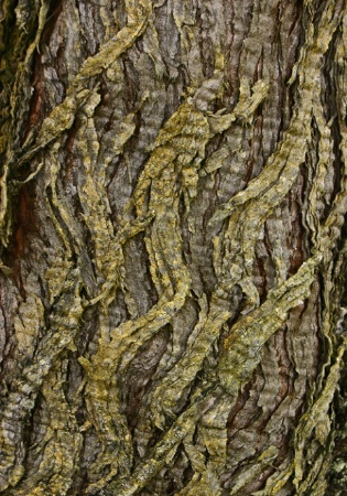 Braided Bark