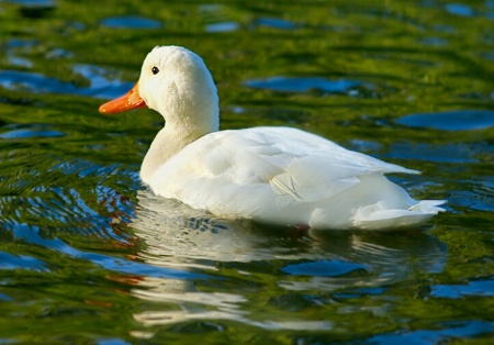 One White Duck