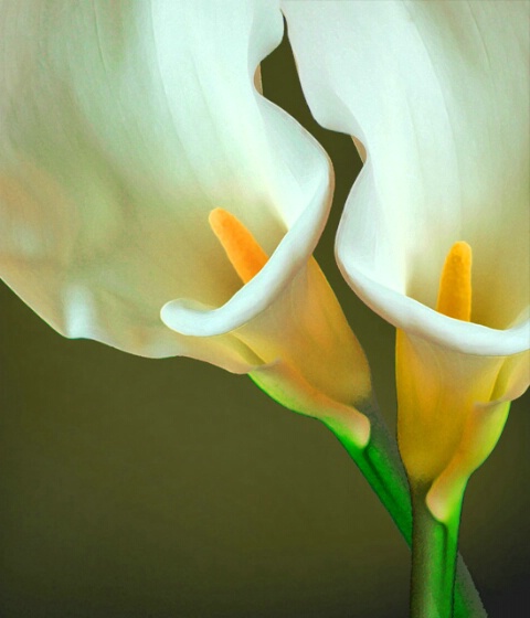 White Callas