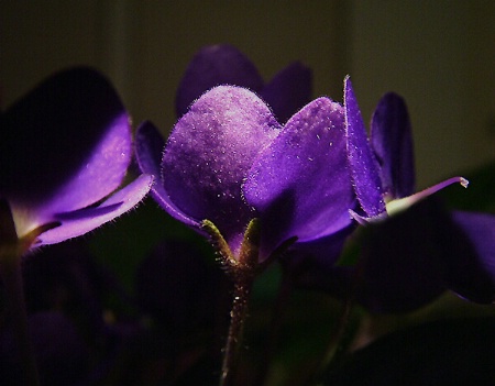 ...violet trio mysterious...