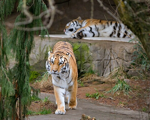 Tigers