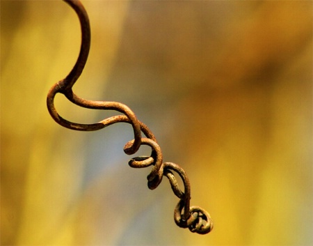 Golden Tendril