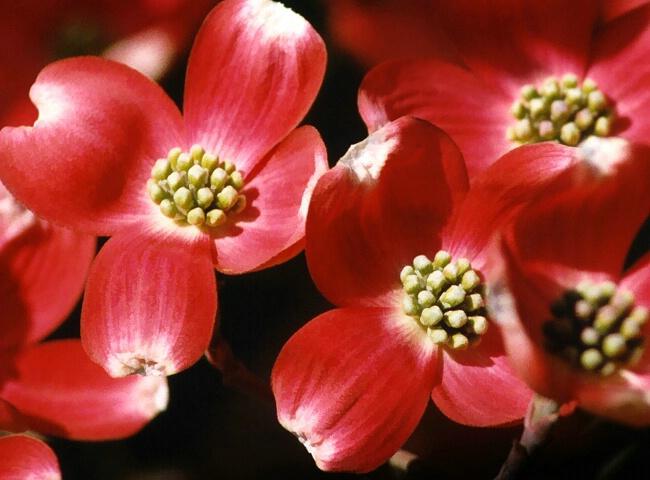 Pink Dogwood Blossoms