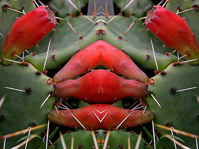 Mutant Cactus