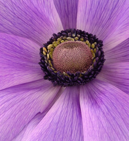 Beautiful Anemone